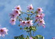 Tree Dahlia Flowers